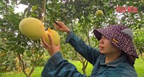 Rộn ràng mùa thu hoạch bưởi Phúc Trạch