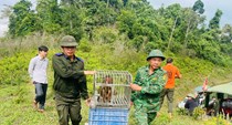 Cận ảnh thả 22 cá thể động vật hoang dã quý hiếm về rừng