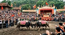 Lễ hội chọi trâu Hải Lựu: đậm đà bản sắc Việt