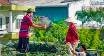 Đồng bằng sông Cửu Long: Hành trình khám phá đa sắc màu