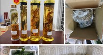 Khởi tố người phụ nữ tráo Sâm Lai Châu thành Sâm Ngọc Linh