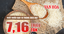 (Infographic) Xuất khẩu gạo Việt Nam giảm mạnh giá trị sau 10 tháng 2025