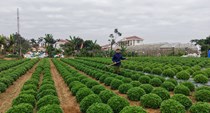 Nhiều làng hoa lớn ở Ninh Bình hối hả vào vụ Tết