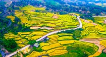 Mê mẩn mùa vàng nơi rẻo cao Quảng Ngãi