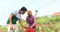 Mở ra cơ hội phát triển kinh tế từ trồng hoa hữu cơ
