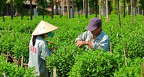 Nhà vườn tất bật chăm sóc hoa cúc phục vụ Tết Nguyên đán