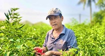 Ớt rớt giá, nông dân Quảng Ngãi “được mùa, trắng tay”