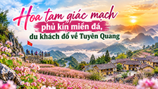 Hoa tam giác mạch phủ kín miền đá, du khách đổ về Tuyên Quang