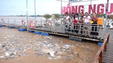 Đồng Tháp “biến” khu bảo tồn cá tự nhiên với số lượng lớn, thành điểm du lịch 