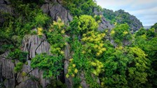 Quảng Ninh: Hoa phát tài nở vàng tươi trên vách đá cheo leo