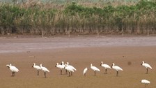 Ninh Bình: Công nhận Vườn Quốc gia Xuân Thuỷ là điểm du lịch