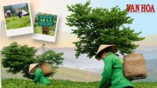 Giữ hồn trà đạo, vươn tầm thương hiệu chè tại Thái Nguyên