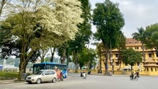 Hoa sưa nở trắng trời Hà Nội: Các cung đường “hút” người check-in 