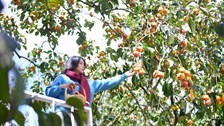 Quán cà phê ở Đà Lạt hút khách nhờ mùa hồng chín