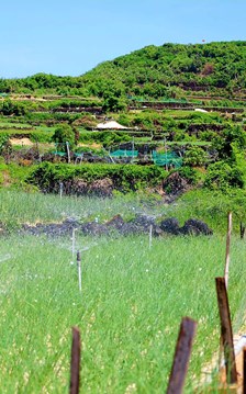 Bờ đá núi lửa tạo nên những thửa ruộng bậc thang độc đáo ở Lý Sơn