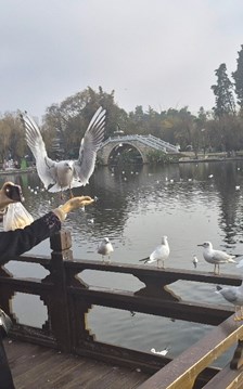 Đến Côn Minh chiêm ngưỡng hàng vạn chim hải âu tung cánh 