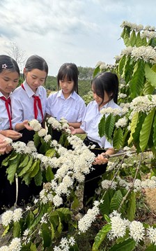 Quảng Ngãi: Sắc Xuân trên những nương cà phê Đăk Hà