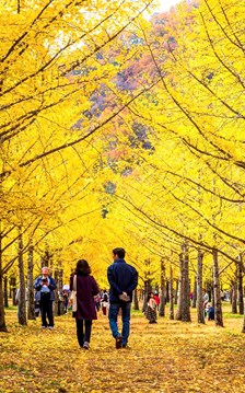 Hàn Quốc tung loạt ưu đãi mùa thu, kéo du khách về các vùng thưa dân 