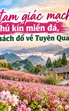 Hoa tam giác mạch phủ kín miền đá, du khách đổ về Tuyên Quang