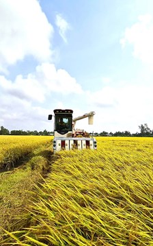 Du khách quốc tế trải nghiệm văn hóa lúa nước tại Festival Lúa gạo 2026