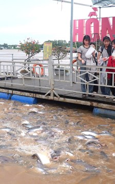 Đồng Tháp “biến” khu bảo tồn cá tự nhiên với số lượng lớn, thành điểm du lịch 