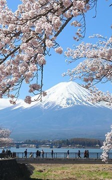 Mùa hoa anh đào dần khép lại, du lịch Nhật Bản và Hàn Quốc hút khách mùa hè