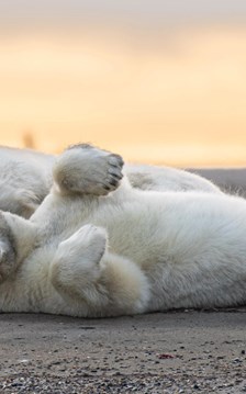 Ngôi làng tìm cách hồi sinh du lịch gấu Bắc Cực