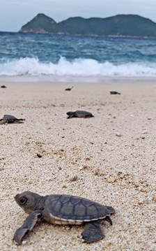 Điểm tin du lịch ngày 22.4: Việt Nam lọt top 7 điểm đến trải nghiệm thả rùa biển toàn cầu