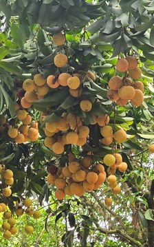 Chuyện về cây vải tổ Thanh Hà, di sản hơn trăm tuổi hút khách du lịch