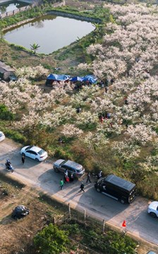 Khám phá mùa hoa mận Mộc Châu