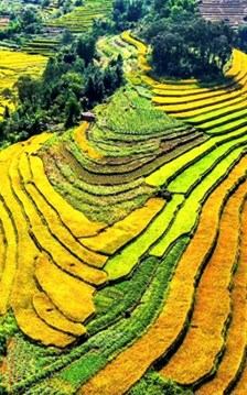 Hội Mùa vàng xã Lục Hồn hứa hẹn nhiều trải nghiệm hấp dẫn