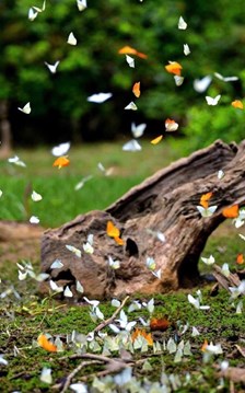 Rực rỡ mùa bướm rừng Cúc Phương