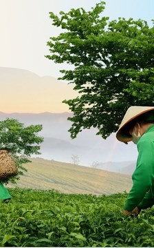 Tân Cương hướng tới trung tâm kinh tế trà và du lịch của Thái Nguyên