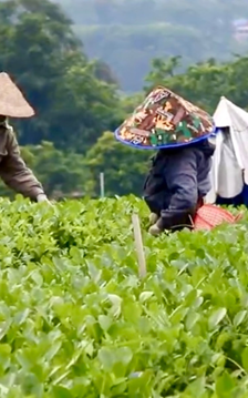 Du lịch cộng đồng mở hướng đi mới cho vùng chè Thái Nguyên