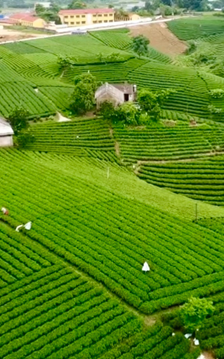 Thái Nguyên hướng tới trung tâm văn hóa vùng Việt Bắc từ lợi thế trà và di sản