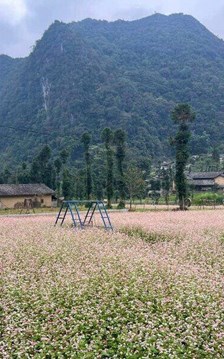 Mùa hoa Tam giác mạch tạo sức hút du lịch ở Cao nguyên đá Tuyên Quang