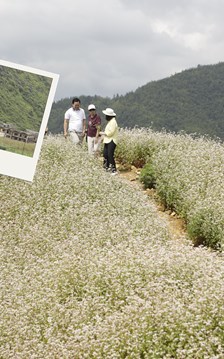 Sắc hoa Tam giác mạch kết nối những miền di sản văn hóa Tuyên Quang