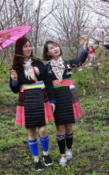 Tết dương lịch lên Mường Phăng ngắm hoa anh đào khoe sắc