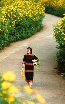 Giữa đại ngàn, Dã quỳ Chư Đang Ya nở rộ gọi mùa về