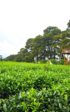 Gia Lai: Giữ nguyên hơn 62ha chè ở Biển Hồ để tạo cảnh quan đặc trưng gắn với du lịch