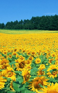 Cánh đồng hoa hướng dương Nghệ An sắp mở cửa đón khách tham quan tự do