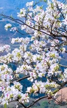 Về Điện Biên mùa hoa ban nở, dự Lễ hội Hoa Ban 2026