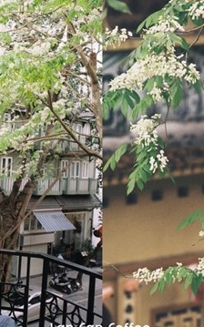 “Cà phê chữa lành” với hoa sưa: Các điểm ngắm đẹp nhất Hà Nội