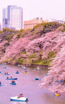 Tour Nhật Bản “tăng nhiệt” khi mùa hoa anh đào chớm nở