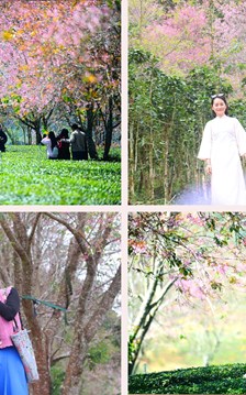 Du khách đổ về vùng ven Đà Lạt ngắm mai anh đào nở