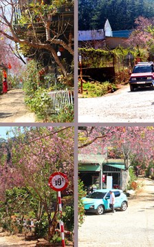 Buôn làng K’Ho bừng sắc xuân trong mùa mai Anh đào