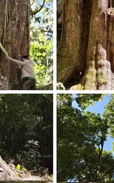 Khám phá quần thể thông đỏ 2.500 trên núi Voi