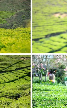 Đồi chè Cầu Đất, từ nông trường chè của người Pháp đến điểm check in “siêu hot” tại Đà Lạt