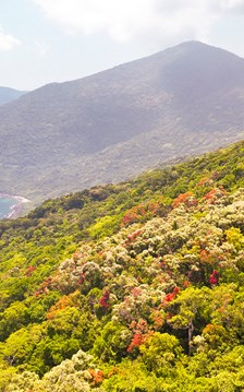 Đà Nẵng mở lại các tuyến tham quan, dã ngoại tại bán đảo Sơn Trà