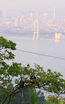 Đà Nẵng hướng tới “Origin Hub” châu Á: Điểm đến của hành trình chữa lành